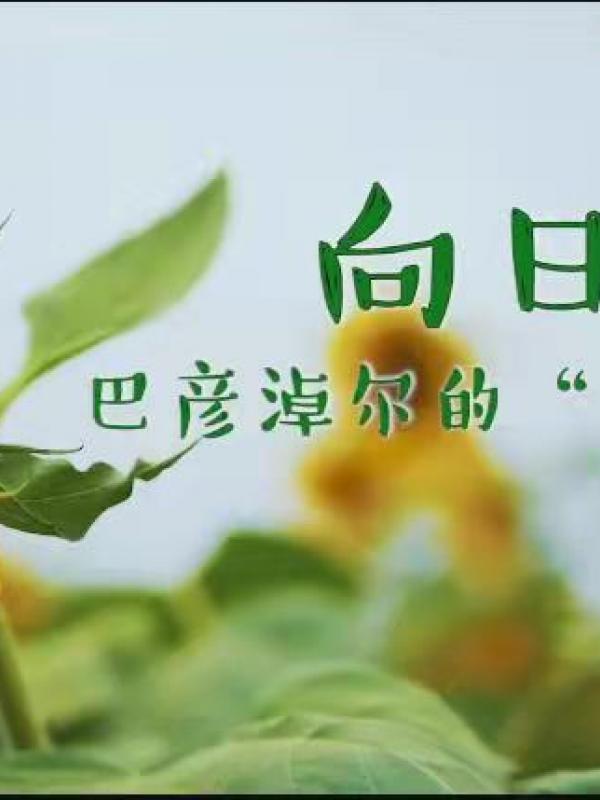 亮丽内蒙古第54期：葵花朵朵向阳开