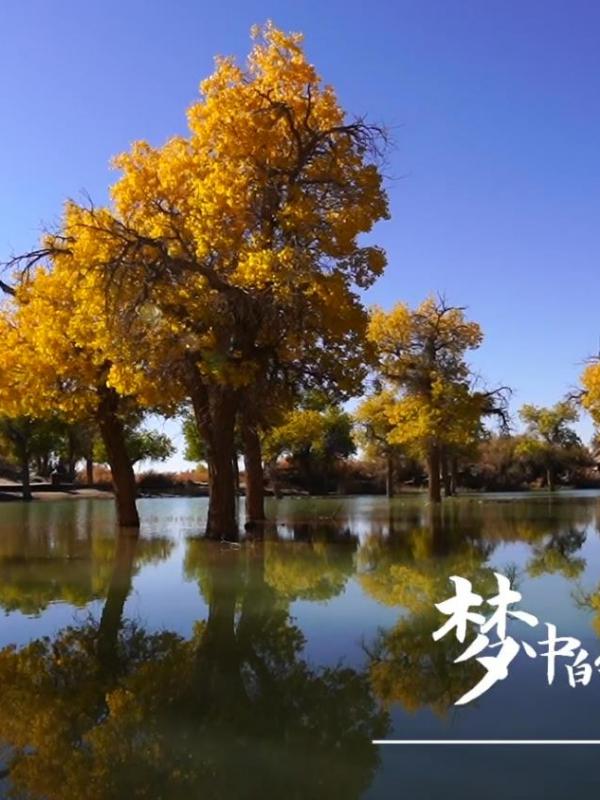 梦中的胡杨林-金色的额济纳
