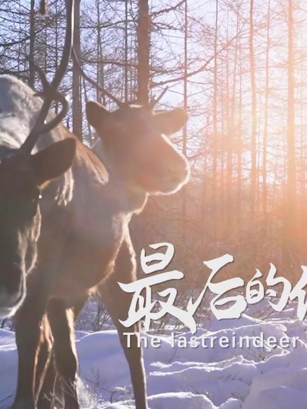 亮丽内蒙古第五十二集2023年第五集：最后的使鹿部落